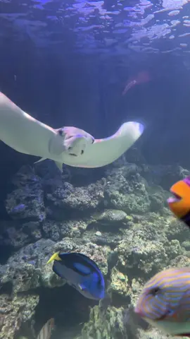 #cachoituan#ca#fish#tiktok#viral