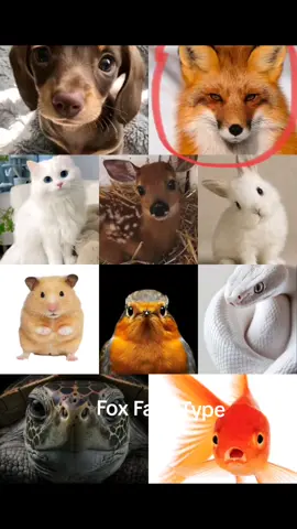 The Beauty of Fox face type This Just my OPINION don't judge  fyi: i got the photos from pinterest, this just example okay #fyp #fypage #moots? #viral #xyzabc #fox  #beauty 