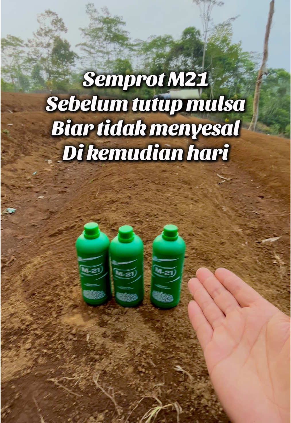 M21 Dekomposer sebagai pembenah tanah dan untuk fermentasi pupuk kandang atau pupuk organik lainnya #m21 #dekomposer #decomposer #fermentasi #cabe #petani #pertanian #petanimuda #petanimilenial #petaniindonesia🇮🇩🇮🇩🇮🇩🌿🌿 