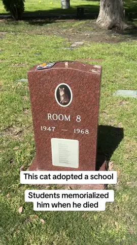Visiting the famous Room 8 in the LA Pet Cemetery  #petcemetary #cemeteryexploring #gravetok #cemetery #catsoftiktok #room8 