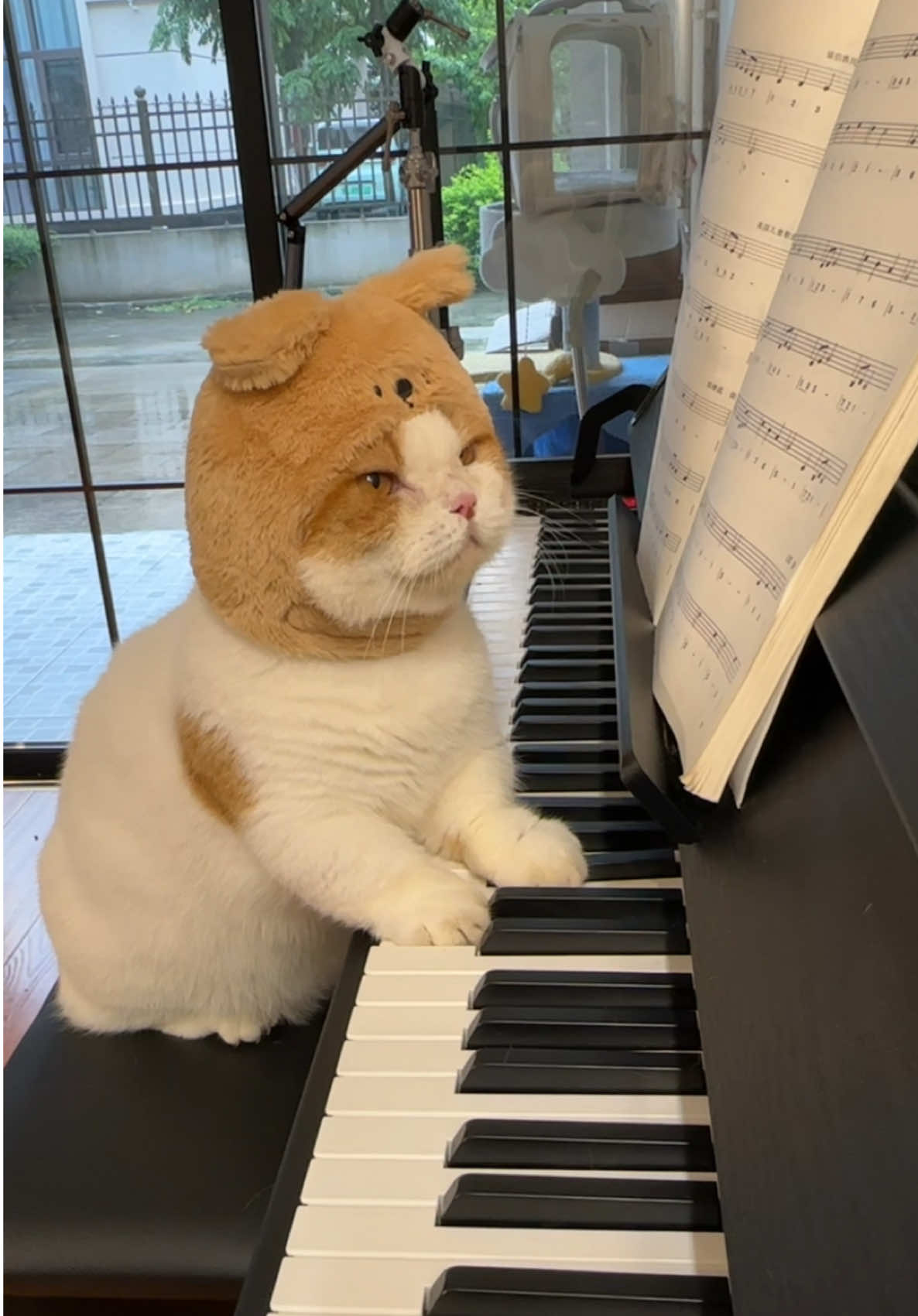 Look This is my meowzart !#pet #cat #munchkin #munchkincat 