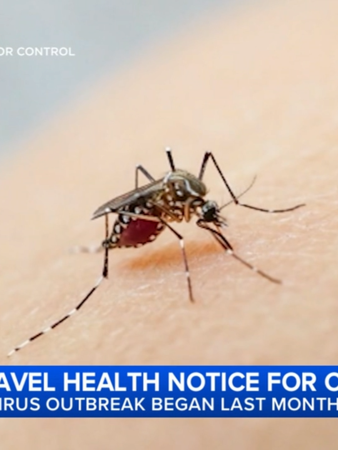 Health officials are warning travelers about an outbreak in southern China of a painful mosquito-borne virus called chikungunya, which is spread by infected mosquitoes, mainly Aedes aegypti. #cdc #chikungunya #china #mosquito #virus #abc7news