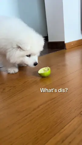 First enemy is always scary 🙈               #samoyed #samoyedpuppy #dog #happydog #cutedog #puppytok #cutedog #puppytok #fluffy #puppylove #fluffydog #growingup #pets #sillygoose #sillydog #silly #viralvideos #viral 