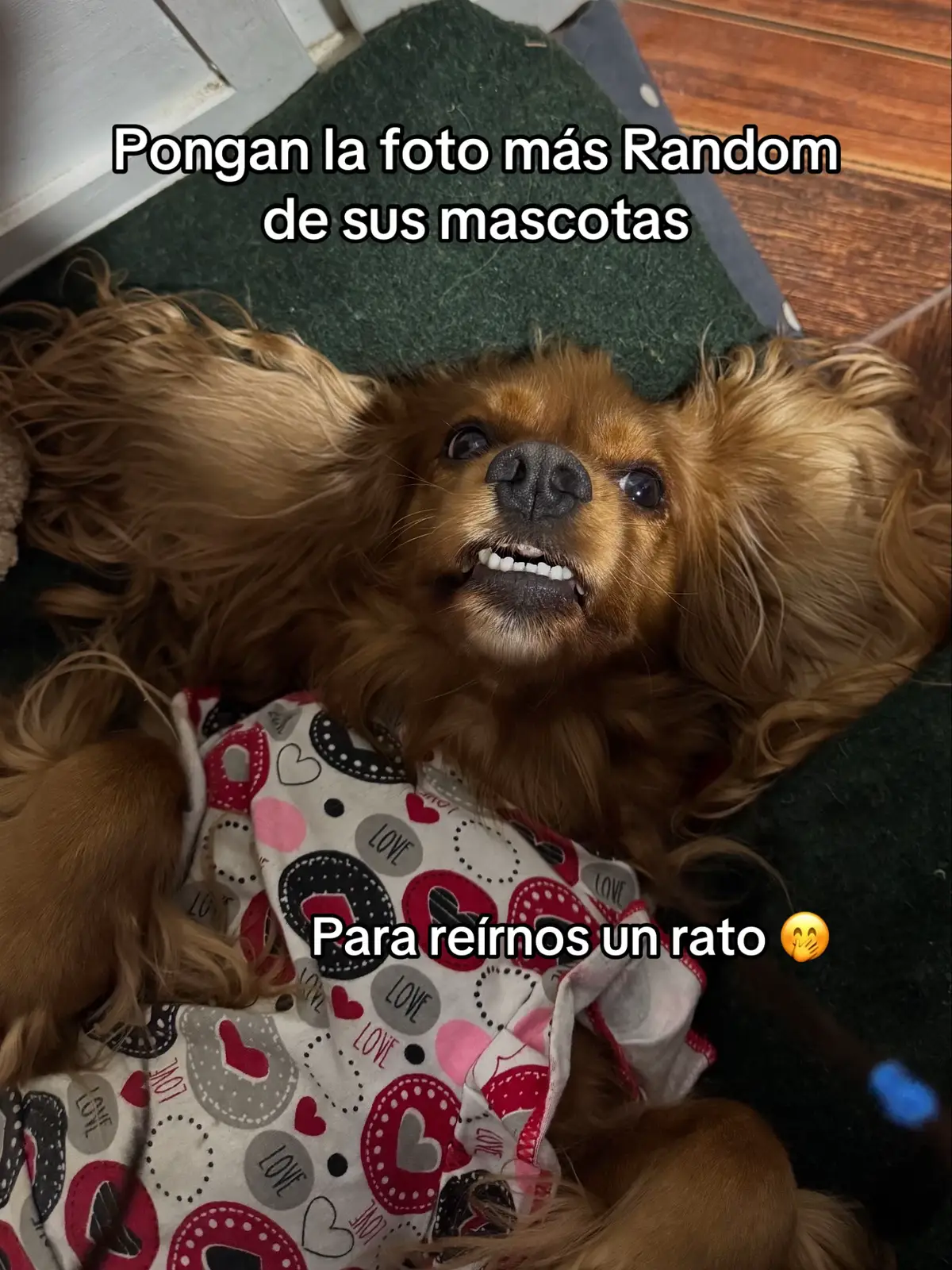 #viralvideos #dogs #parati #fypppppppppppppppppppppp #perritos #cocke #cockerspaniel #cockerspanielsoftiktok #cockerspanielpuppy #papasperrunos #viralestiktok #perrostiktokers 