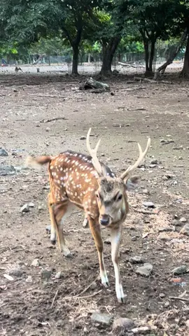 #rusatotol #spotteddeer #rusa #deer 
