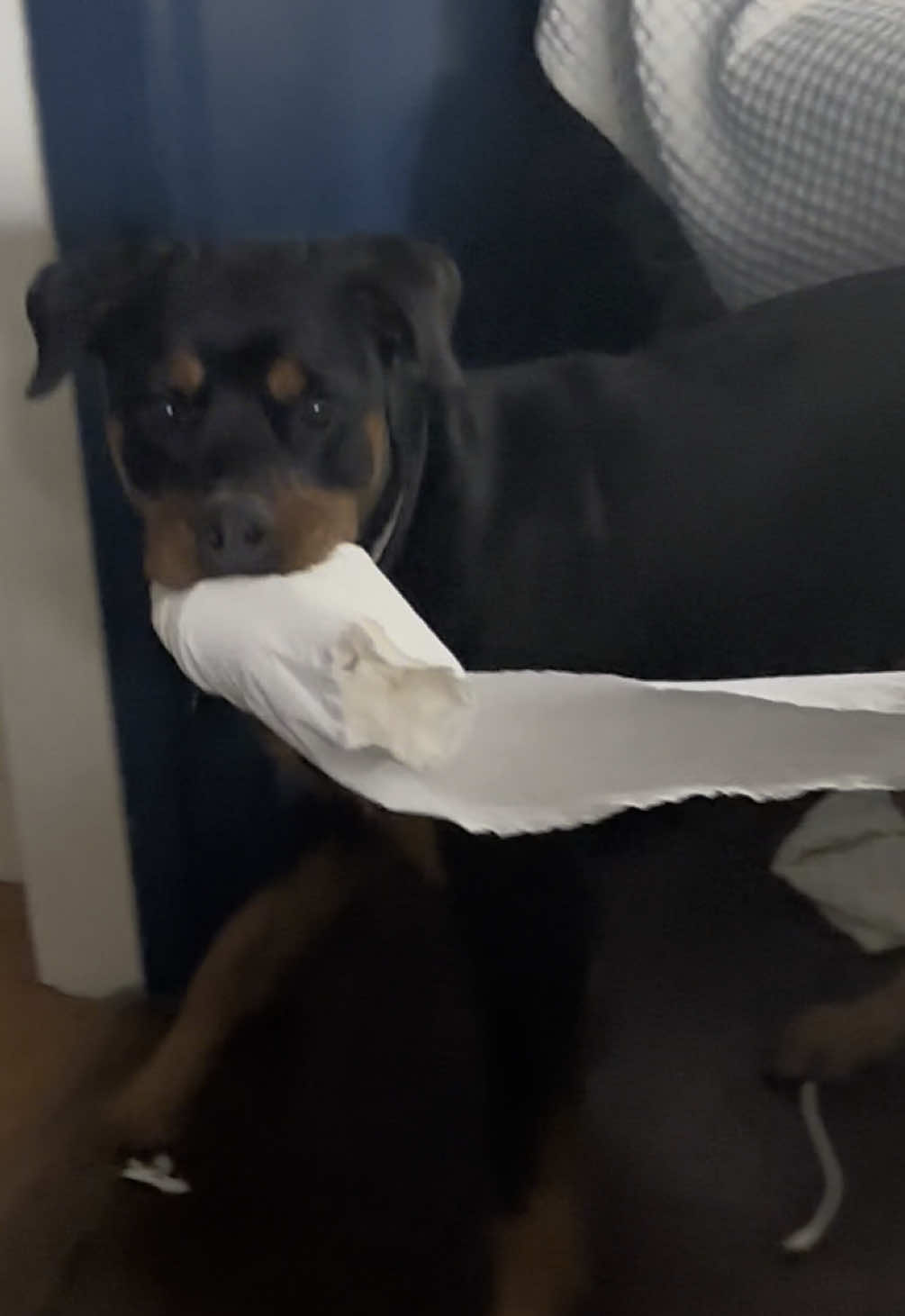 Send help #fy #fyp #fypシ #fypage #fypp #toiletpaper #dogsoftiktok #dog #dogtok #rottie #rotweiller #naughty #😂 