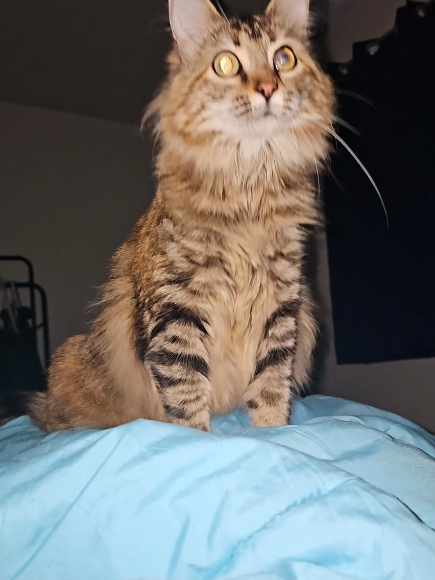 Ragamuffin hard at work  #rescue #Love #viral 