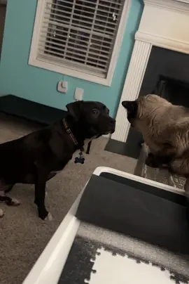 #cat #dog #knockout #catsanddogs #afv #pets #bloopers #funny 