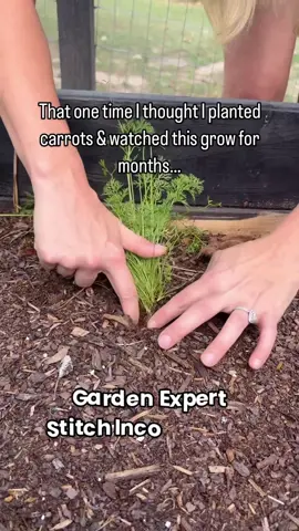 Ever water a plant for months… only to realize it wasn't what you thought?? If you’re planting carrot seeds this fall, let’s make sure you actually get carrots. Just draw a line in the soil, drop a seed every 2–3 inches, and give them room to grow. Easy fix. Go to my bio for a free ticket to my Fall Garden Kickoff happening this week 🥕  Let’s get it right this season! #carrot #seeds #plants #garden #gardening #harvest 