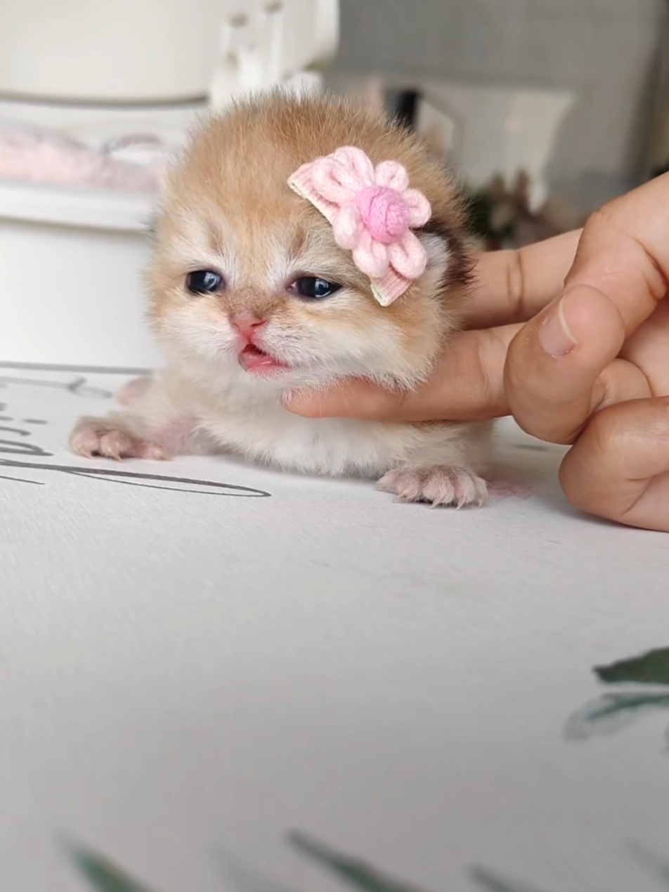 Tiny baby car 🥹🩷 #kitty #cute #fypシ゚ 
