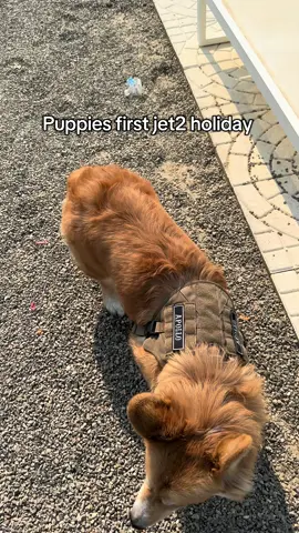 My first trip #dog #apollothecorgimute #pet #corgi 