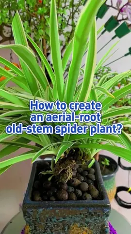 🍀How to create an aerial-root old-stem spider plant?  🌱 First, cut off a small spider plant seedling.  🌱Then, find a mineral water bottle and remove both ends.  🌱Third, plant the small spider plant in it. 🌱Forth, cut open the plastic bottle, remove it. #garden #gardening #gardening101 #gardenplants #gardentok #gardeningtips #gardeninghacks #plant #plants #planting #planttiktok #PlantTok #plantlover #plantcare #planttips #plantcaretips #houseplants #indoorplants 