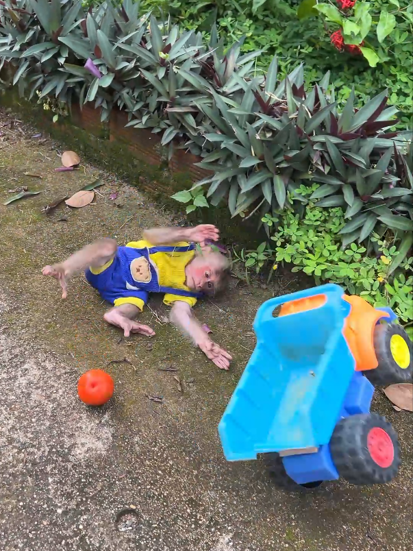Monkey Moon is clumsy with toy trucks and bamboo hammocks. #monkey #monkeybaby #cutebaby #monkeymoon #monkeylife #monkeysoftiktok #usa_tiktok 