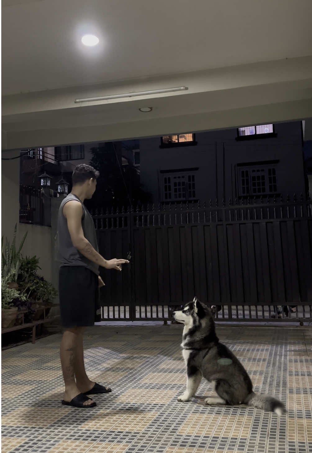 Training Command Husky Dog #husky #huskyinnepal #petdog 