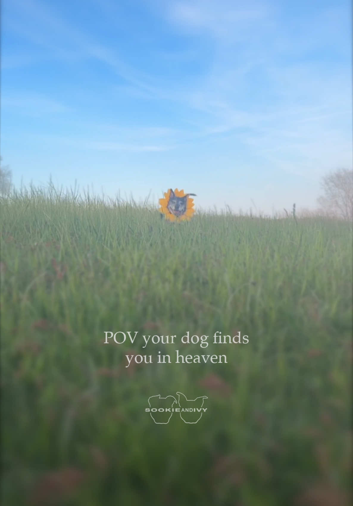 One year ago today, Ivy gained her wings and left our hearts shattered in a million pieces. Time has yet to soften the pain, we miss her so much 🌈❤️‍🩹 To my sunshine Ivy, I think about you all the time, I love you forever, and I’ll miss you until we meet again 🥹🌻 #dogs #griefjourney #dogsoftiktok #fypシ #rescuedog #dogmom #cute #dogvideos #seniordog #crochetersoftiktok #crochet 