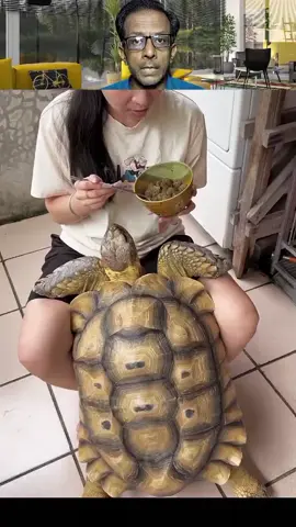 Girls tortoise farming, tortoise love #TortoiseFarming #TortoiseBreeding #ReptileFarming #SustainableFarming #AnimalHusbandry #TortoiseConservation #GirlsInFarming #WomenInAgriculture #TortoiseLove #ReptileEnthusiast tortoise farming, tortoise breeding, reptile farming, sustainable farming, animal husbandry, tortoise conservation, women in farming, girls in agriculture, tortoise care, reptile enthusiast, eco-friendly farming, conservation efforts, wildlife farming, tortoise habitat, breeding program.