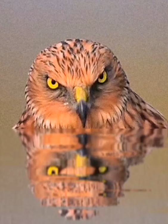 Eagle #birds #eagle #eagles #beautiful #birdsofafeather #birdsoftiktok #birdslover #birdsofprey #wildanimals #wildlife #animals #baaz #shaheen #viralvideo #viral 