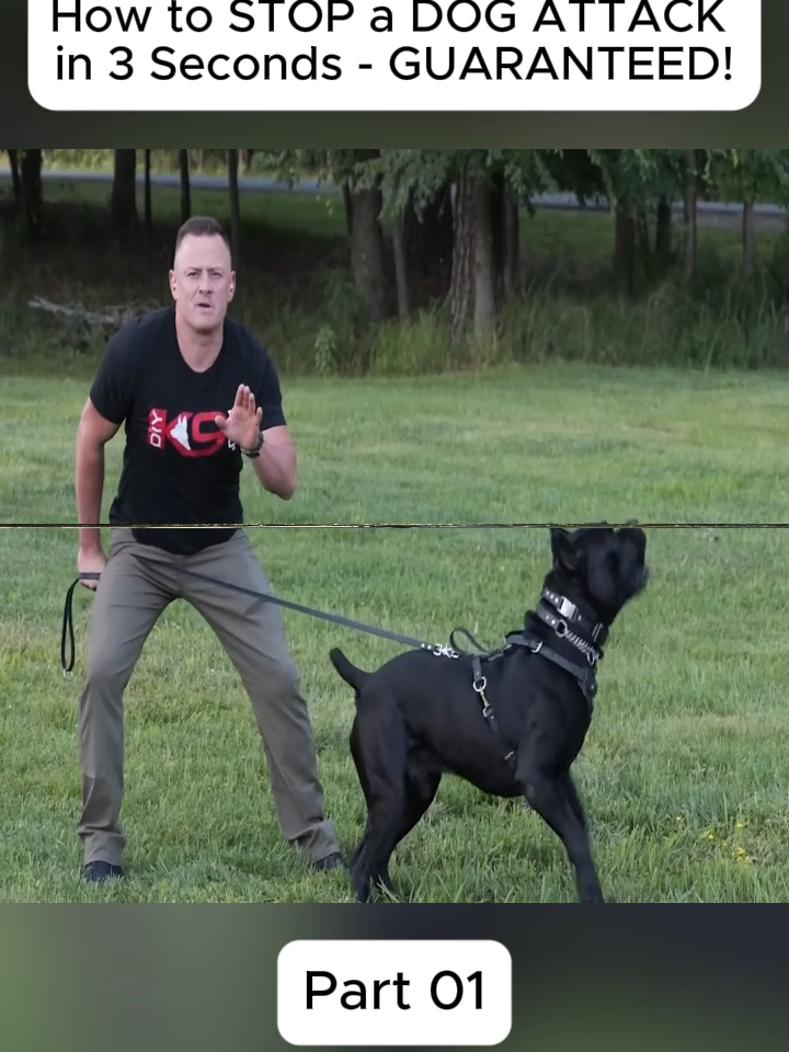 #dog #DogTraining #DIY #trainer #training #gsd