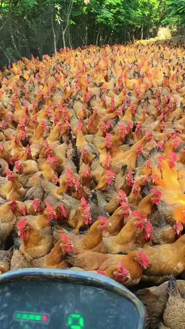 maior fazenda de galinhas da angola