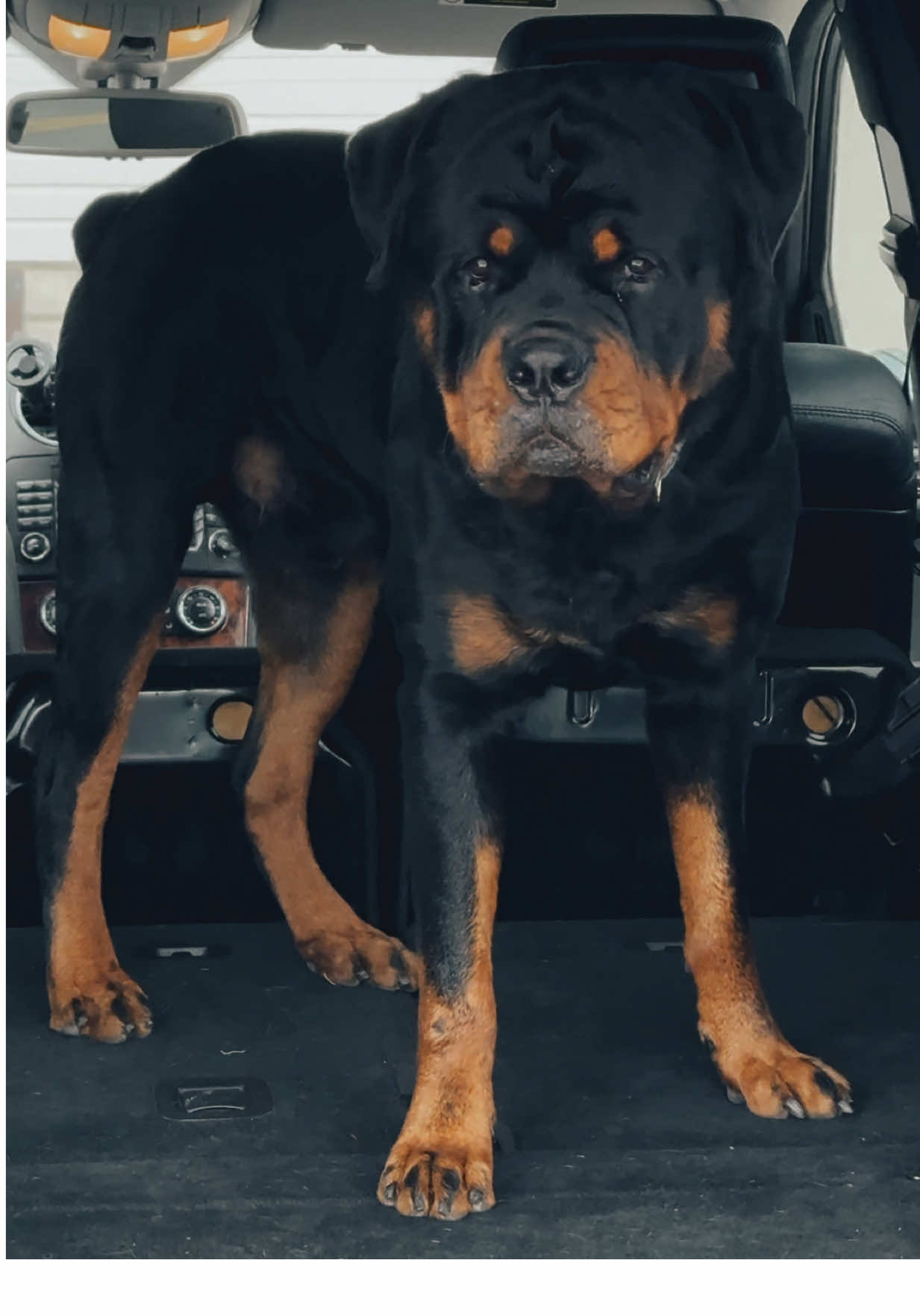 🦍  #rottie #rottweiler #rottweilersofinstagram #rottweilers #rottweilersoftiktok #rottiesofinstagram #rottiesoftiktok #rottweilerlife #rotties #rottweilersarethebest #rottieofinstagram #rottieoftiktok #rottieoftheday #rottieoftheday #pupoftheday #remymartin #rémymartin #bosnian #bosna #bih #bosniantiktok #bosniaandherzegovina #bosnaihercegovina 