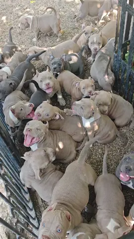 Puppies american bully  bloodline bigdogs Romania kennel 