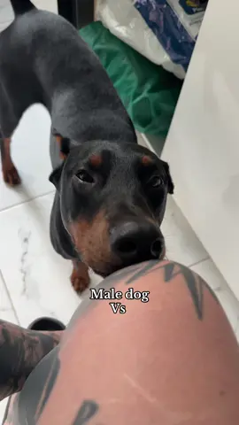 He’s sunshine and loyalty. She’s pure side eye diva and probably critiquing my outfit #femaledog #maledog #doberman #dobi 