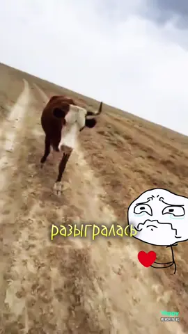 Реакция коровы на то, что забрали её телёгка🥺 #корова #теленок 