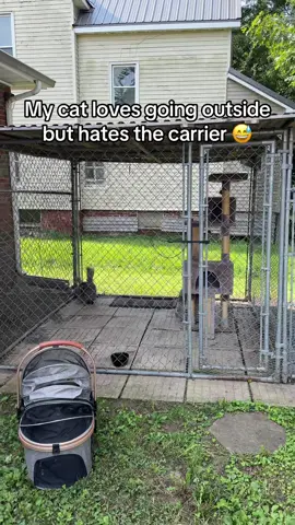 This cat loves to go outside but absolutely hates the carrier! #cat #funnycats #meancat #animals #funny 