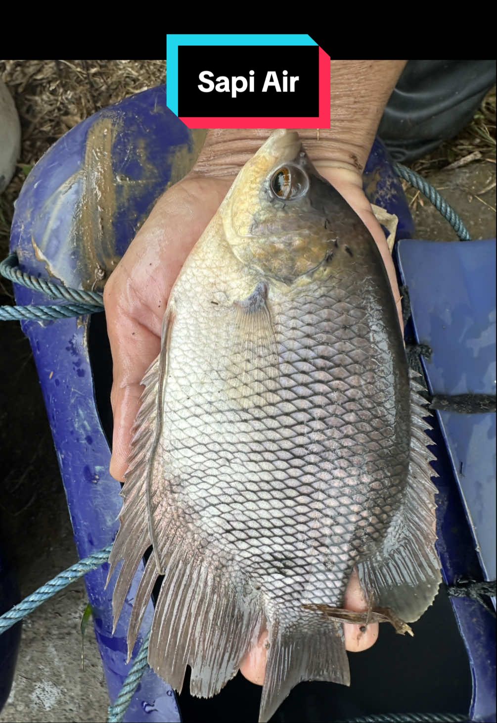 Sapi Air part 1 #ikan #gurame #ternak #budidayaikan #perikanan 