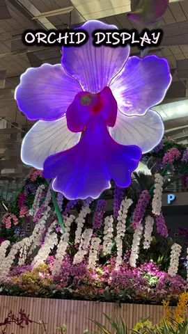 🌸 🇸🇬 Orchid Paradise At Singapore Airport #orchid #orchidlover #singapore #changiairport #orchidshow 