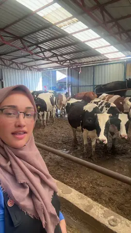 #ınek #jerse #sut #hayvancılık🐄🐂🐂🐄 #ciftlik #hostein🐄 #@GİRGİN BESİ ÇİFTLİĞİ 