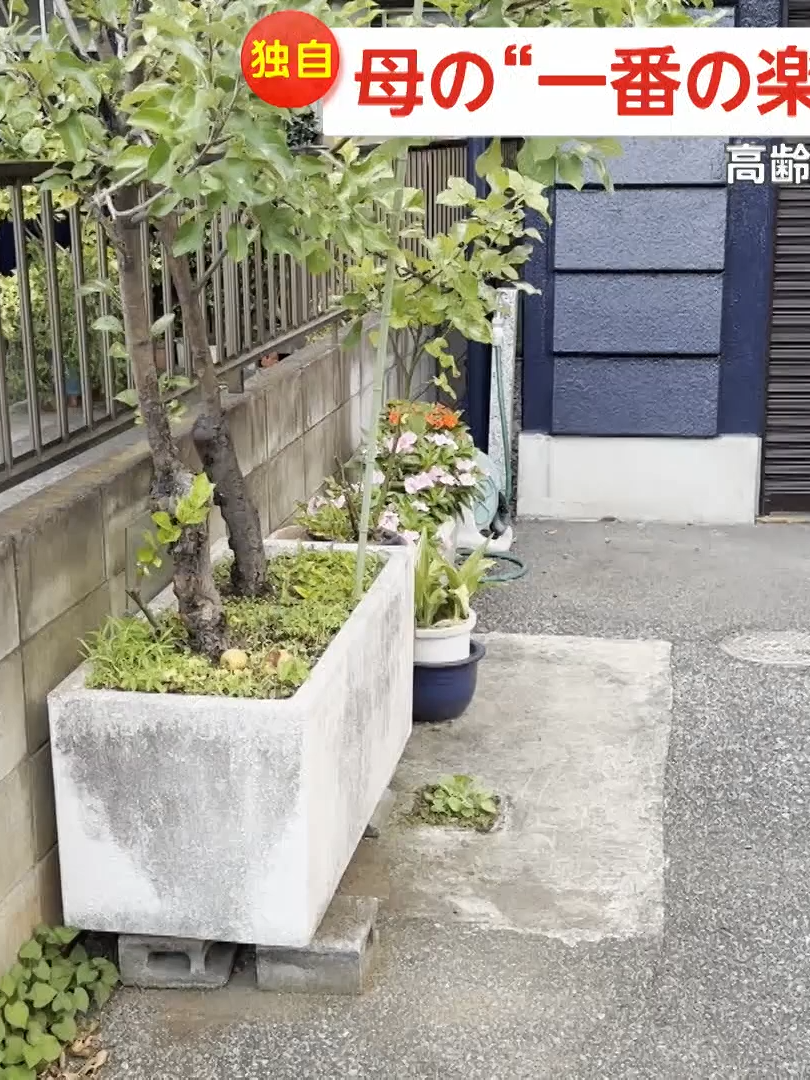 買い物帰りの盗みか…木になったリンゴを次々に取り自転車のカゴへ入れる高齢の男　70代の母親の“一番の楽しみ”奪われる　東京・足立区_000