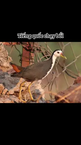 Tiếng quốc chạy bổi nhất siêu chuẩn #xuhuongtiktok #tiengchimquoc #vairalvideo 