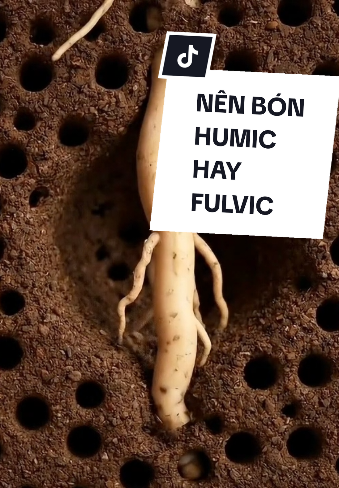 FULVIC VÀ HUMIC ĐIỀU CÓ ĐIỂM MẠNH YẾU  VẬY NÊN CHỌN ĐỂ BÓN GIAI ĐOẠN NÀO PHÙ HỢP? #vtnngiakhai #bvtvgiakhai #nguồnkieenthucnongnghiep #fulvic #humic #vtnn #dac #acidhumic 