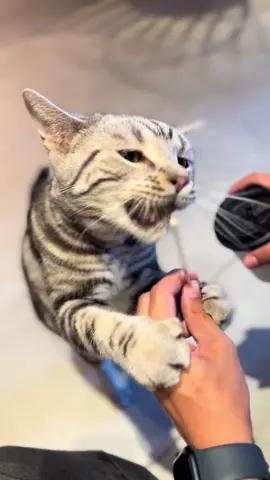 資本主義の世界 #猫 