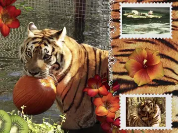 #requests from @kitti  and @ᥲ𝗍ᥣᥲs/ᥣᥱᥱ  ! #moodboard #tigers #moodboardaesthetic #moodboards #moodboardaccount #tigers #tigercat #bigcat #tiger #cat #moodboardedit #moodboard #tigers #tiger #tigers #moodboard #capcut #capcut_edit 