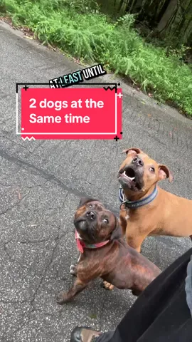 If you want to walk 2 dogs together without an issue they both need to know what they are doing first So many people just expect dogs to get it right easily. But that’s just not the case.  If you havnt take the time to actually teach your dog how to do the things you want correctly.  Then maybe it’s time for digital dog school 
