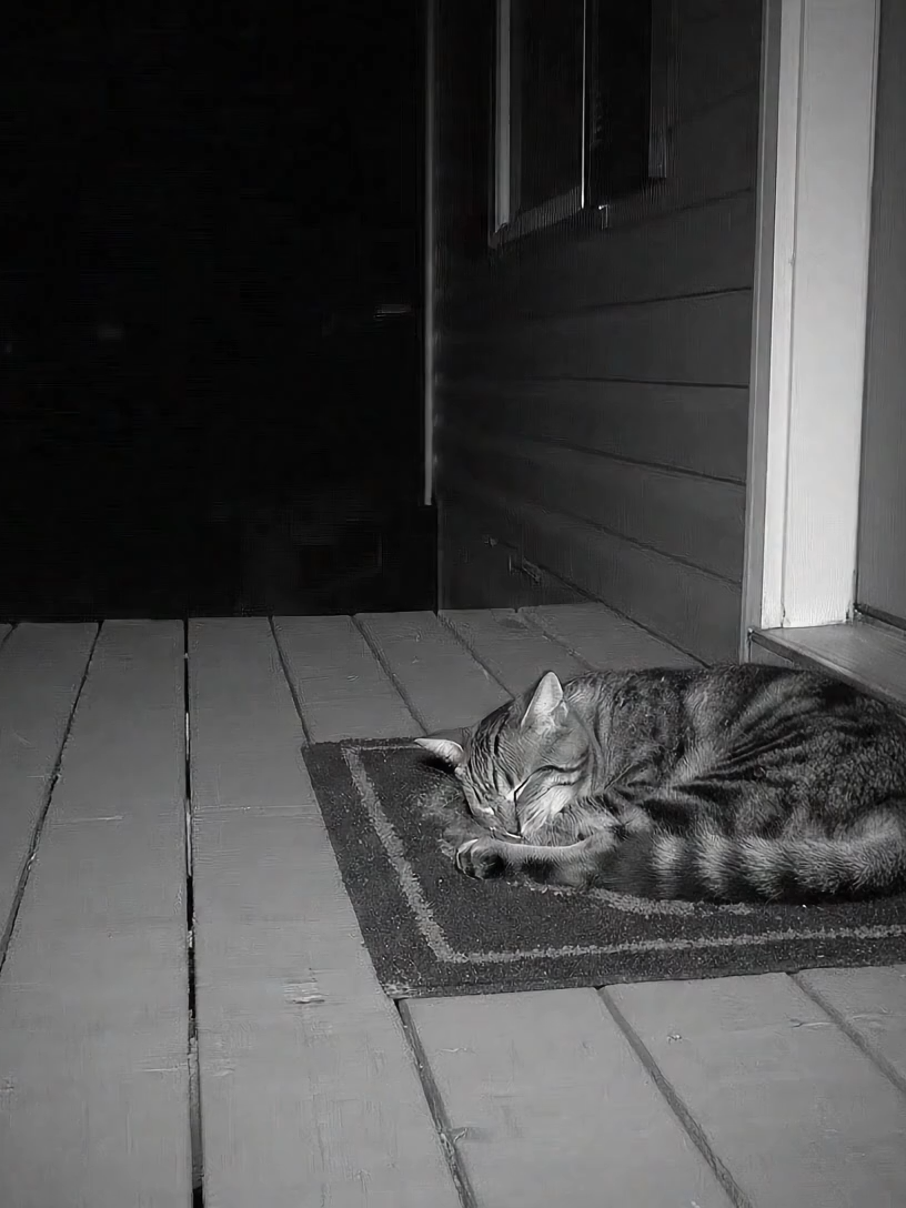 Lucky for us… he wasn’t hungry. 😳🐾 #CloseCall #RingCamMoment #CoyoteVisit #BackyardFootage #2AMEncounter #SecurityCamClip #SilentTension