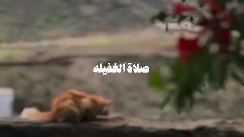 صلاة الغفيلة من النوافل غير الرواتب ووقتها في الساعة الأولى من الليل بين فريضتي المغرب والعشاء وهي ركعتان يقرأ في الركعة الأولى بعد سورة الحمد: وَذَا النُّونِ إِذ ذَّهَبَ مُغَاضِبًا فَظَنَّ أَن لَّن نَّقْدِرَ عَلَيْهِ فَنَادَى فِي الظُّلُمَاتِ أَن لَّا إِلَهَ إِلَّا أَنتَ سُبْحَانَكَ إِنِّي كُنتُ مِنَ الظَّالِمِينَ / فَاسْتَجَبْنَا لَهُ وَنَجَّيْنَاهُ مِنَ الْغَمَّ وَكَذَلِكَ نُنجِي الْمُؤْمِنِينَ) (1). ويقرأ في الركعة الثانية بعد سورة الحمد: (وَعِندَهُ مَفَاتِحُ الْغَيْبِ لا يَعْلَمُهَا إِلَّا هُوَ وَيَعْلَمُ مَا فِي الْبَرِّ وَالْبَحْرِ وَمَا تَسْقُطُ مِن وَرَقَةٍ إِلَّا يَعْلَمُهَا وَلَا حَبَّةٍ فِي ظُلُمَاتِ الأرْضِ وَلَا رَطْبٍ وَلَا يَابِسٍ إِلا فِي كِتَابٍ مُبِينٍ). وبعدها يقنت ويقول في قنوته: 