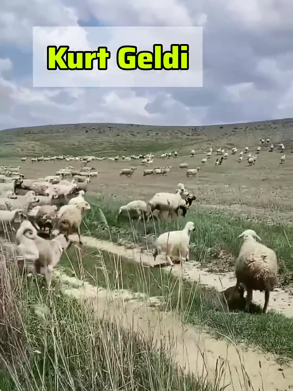 #kurt #kangal #koyun #çoban #anadolu #yabanhayatı #köy 