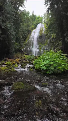 Rising up from a clear, rain-kissed creek to a magnificent waterfall cascading down a massive moss-covered rock face. Surrounded by the stillness of the forest and the gentle sound of falling rain, it felt like stepping into a hidden world where time slows and nature speaks softly 🤩