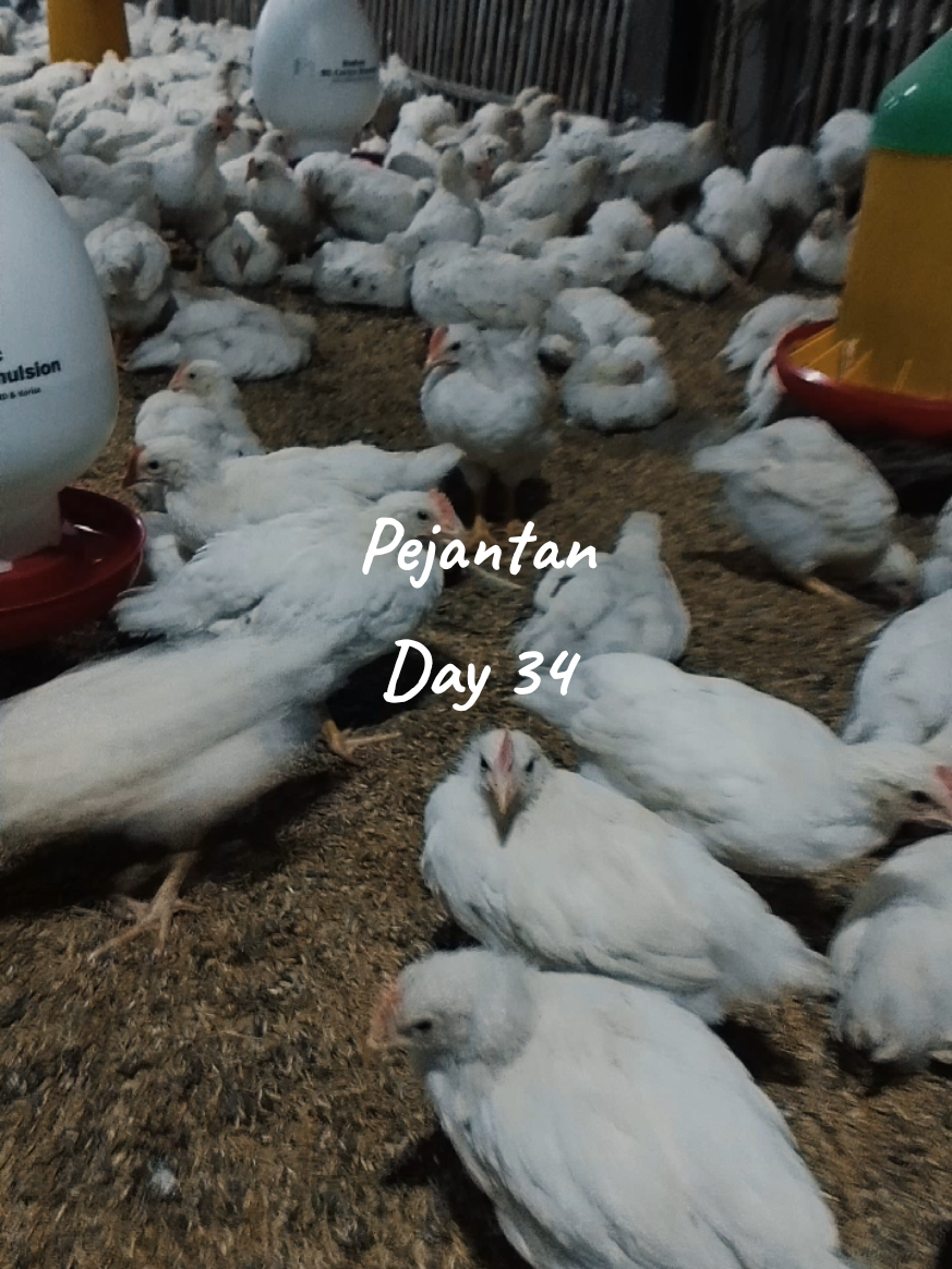 #Pejantan Day 34