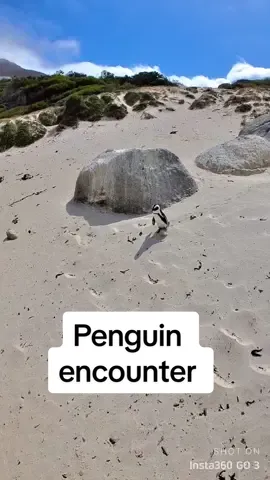 Never thought I’d meet a penguin in the sand 🐧☀️ He waddled right up to me in Cape Town! Follow for more unexpected travel moments ✈️💛 #PenguinEncounter #CapeTownPenguins #BouldersBeach #TravelSouthAfrica #WildlifeTikTok #CuteAnimals #TravelTok #UnexpectedNature