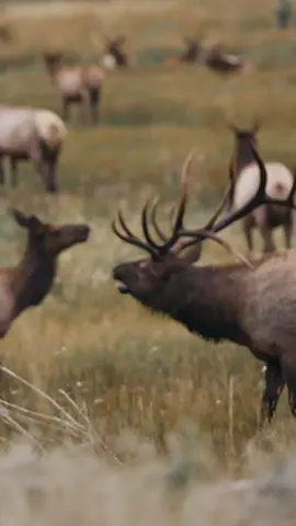 almost that time 🦌✨️ #elkrut #wildlife #rockymountains #nature