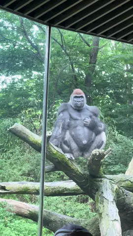 So nasty! & So rude! (Nene Leakes voice)  #bronxzoo #gorilla #zoo #nyc #animalsoftiktok #animals #jet2 