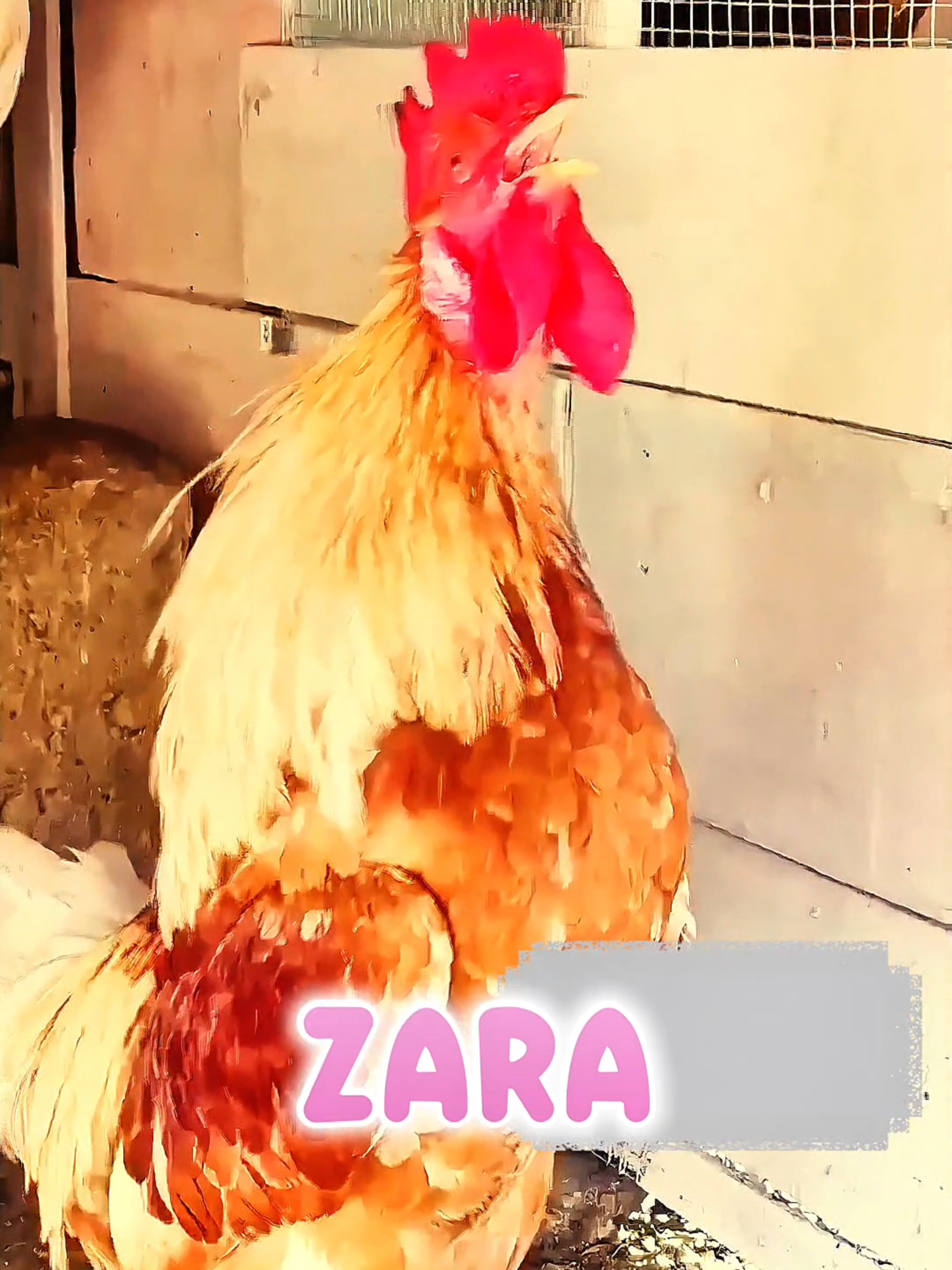 Rooster calling Zara Name #rooster #funvideo #foryou #fyp #cheken #funnynames #us #unitedkingdom