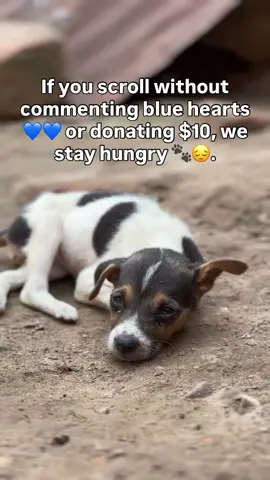 If you scroll without commenting blue hearts 💙💙 or donating $10, we stay hungry 🐾😔. Your kindness can help us feed them and bring joy to their lives. Let’s spread love and compassion together! 🙏💖