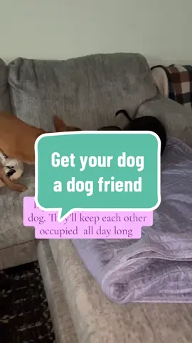 Get your dog a dog friend #dogs #dogsoftiktok #dogfriends 
