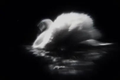We looked like synchronized swans, but while he was swimming, I was drowning.. @фокусник. #jikook #kookmin #blackswan #jimin #jungkook 