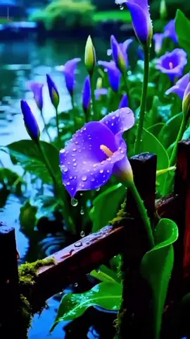 #ويا_قوم_استغفروا_ربكم #سوره_هود #قران #قران_كريم #القران_الكريم_راحه_نفسية😍🕋 #الشيخ_عبدالباسط_عبدالصمد #creatorsearchinsights 